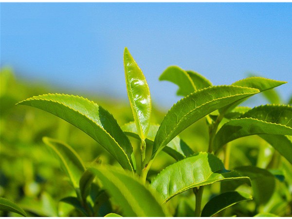 茶葉的采摘技術(shù)，較佳種植時(shí)間？